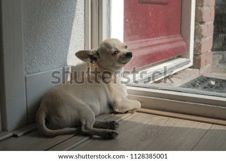 Funny beige mini chihuahua dog, puppy