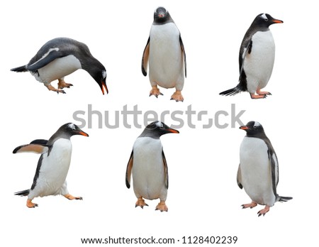 Set of penguins isolated on white background