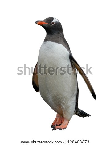 Gentoo penguin isolated on white background