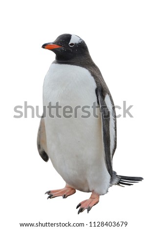 Gentoo penguin isolated on white background