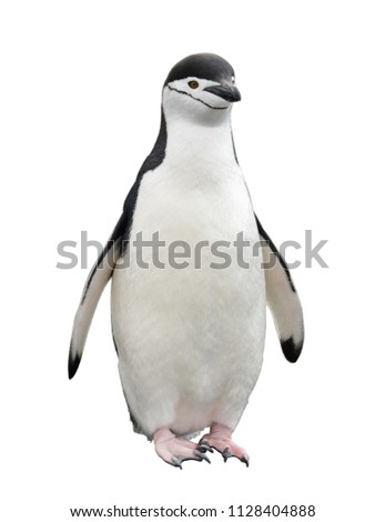 Chinstrap penguin isolated on white background