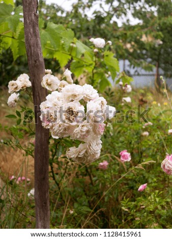 Pink and White Rose in Garden - Close up photograph of delicate pink and white rose in garden with background of softly blurred greenery. Selective focus on rose