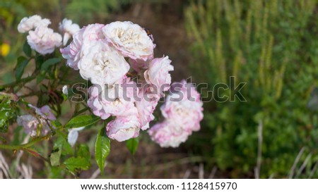 Pink and White Rose in Garden - Close up photograph of delicate pink and white rose in garden with background of softly blurred greenery. Selective focus on rose