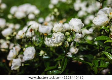 blooming white roses in summer garden