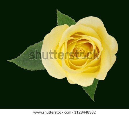 Macro of Perfect Yellow Rose Flow on black background