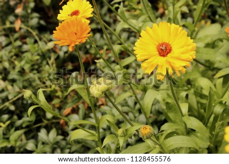 Yellow sunny marigold
