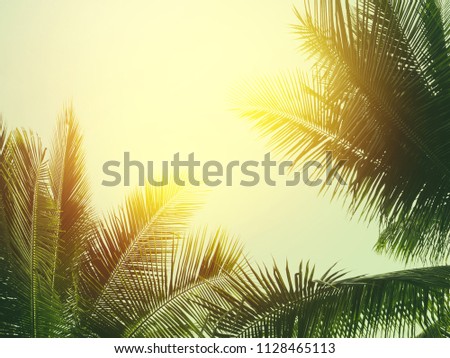 coconut palm tree in vintage style