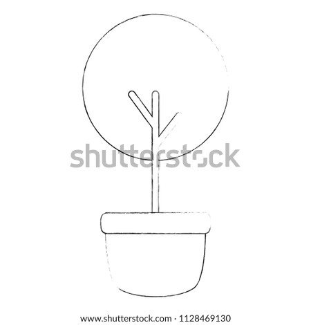 tree plant in pot
