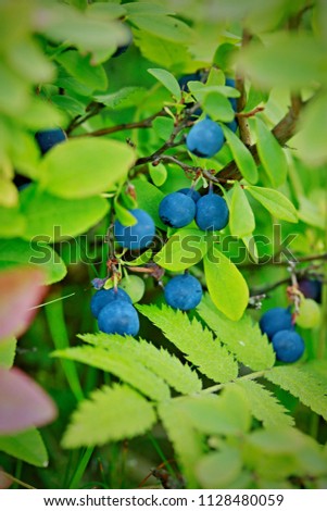 Fresh fruits of ripe inedible psychedelic blueberries growing on highlands and peat bogs in the Czech Republic, Europe, green leaves, sunny summer day, vertical image