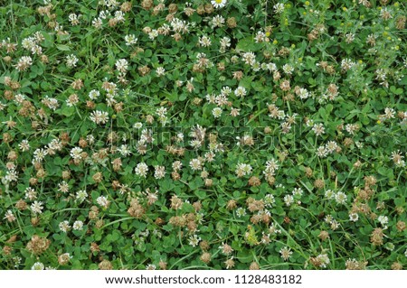 The flowers and leaves of clover white or creeping. There are valuable animal feed, good honey plant, used in landscape design
