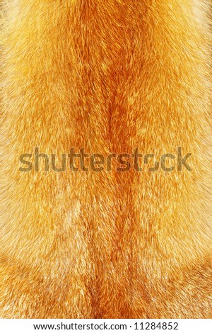 fine red fox fur texture