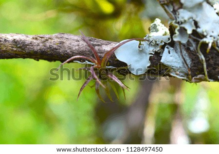 Adorable little air plant hanging onto a branch, focused macro nature photography. Bright and crisp air plant photo. 