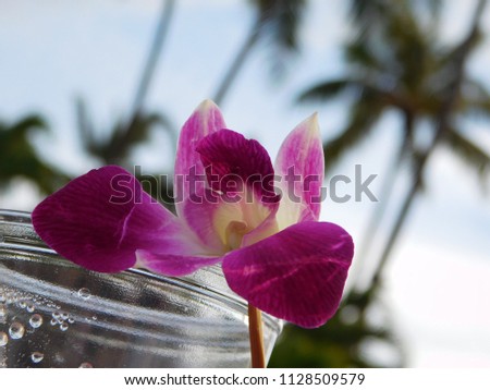 Beautiful flower in Maui