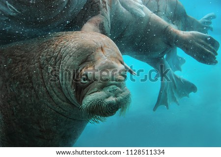 Walruses swim under water in the zoo. Underwater mammals in Northern waters and seas. Environmental protection.