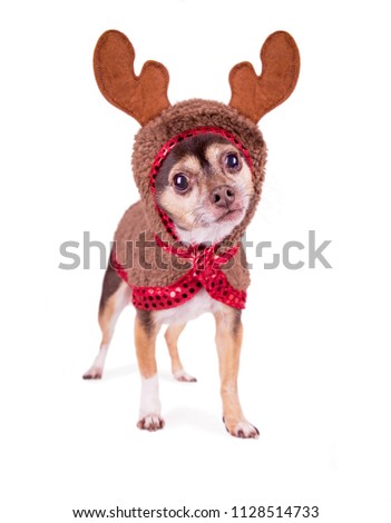 cute chihuahua dressed up in a reindeer costume isolated on a white background