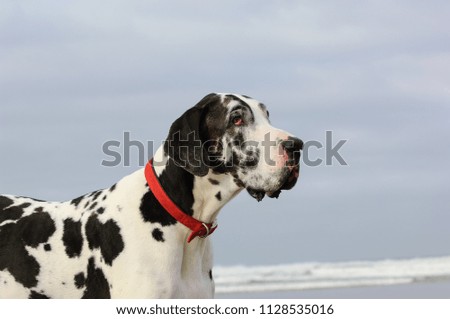 Great Dane dog outdoor portrait at beach with blue sky