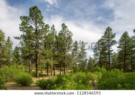 USA, Colorado, Montezuma County, San Juan National Forest. A open park-like Ponderosa pine (Pinus ponderosa) woodland with understory of Gambel's oak (Quercus gambelii) Royalty-Free Stock Photo #1128546593