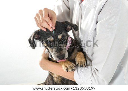 dog at as acupuncture session Royalty-Free Stock Photo #1128550199