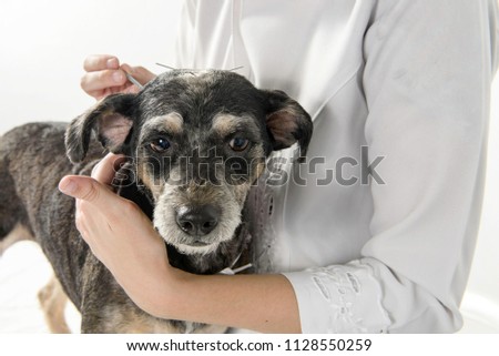 veterinary dog acupuncture Royalty-Free Stock Photo #1128550259