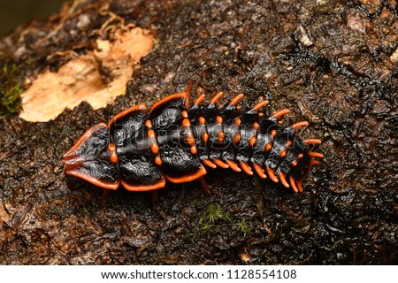Trilobite beetle
(Platerodrilus)
Sabah (Borneo) Malaysia.