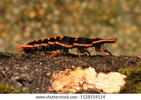 Trilobite beetle
(Platerodrilus)
Sabah (Borneo) Malaysia.