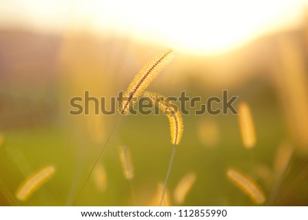 Closeup of golden grass field.