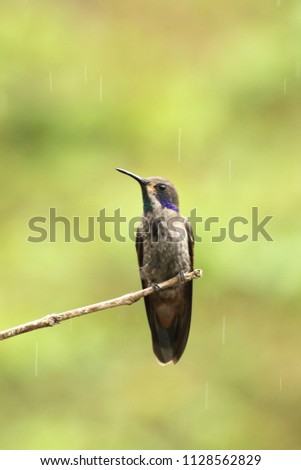 Gorgeous Brown Violetear Colibrí delphinae hummingbird perched in the rainforest breeds at middle elevations in the mountains in Central America, and western and northern South America 