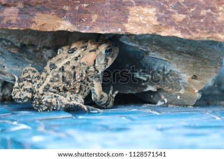 Frog toad perched on blue glass tile by rock waterfall pool.