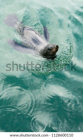 Close up of single seal in the green waters of Walvis Bay, Swakopmund, Namibia, Africa.