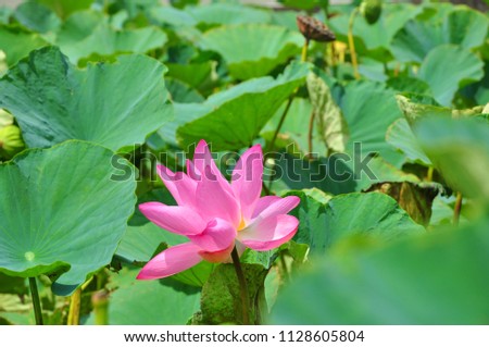 The Blooming Lotus Flowers and Leaves in Taichung, Taiwan