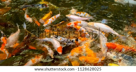 Koi carp fish in the pond