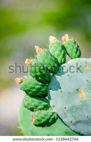Abstract picture with cactus. France. Cote d'Azur.