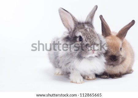 Two rabbits bunny isolated on white background
