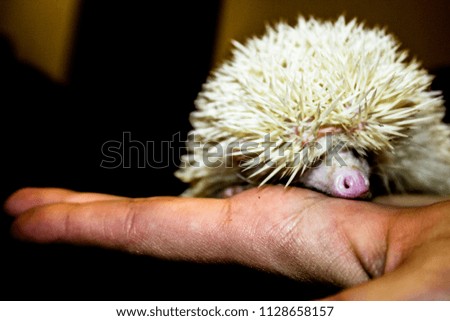 White hedgehog on the palm of your hand