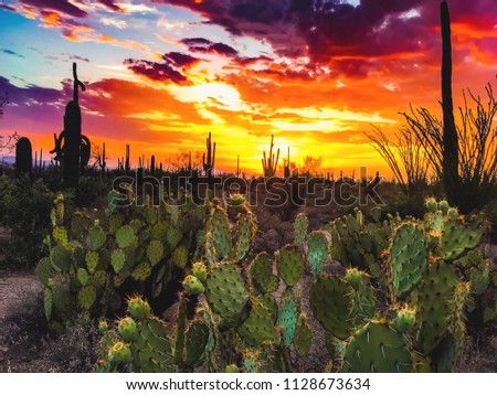 Southwest Desert Sky Sunset, and Cactus