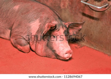  
selective focus of side view of pigs in resting pen in slaughterhouse