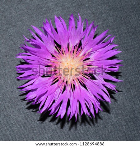 Photo of a purple flower on a gray background.