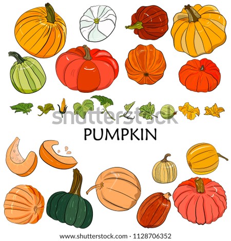 Vector hand drawn big set of colorful pumpkins, with leaves and flowers in the form of a circle.   Organic sketched vegetarian objects.  for restaurant, menu,  market, party. Halloween, Thanksgiving