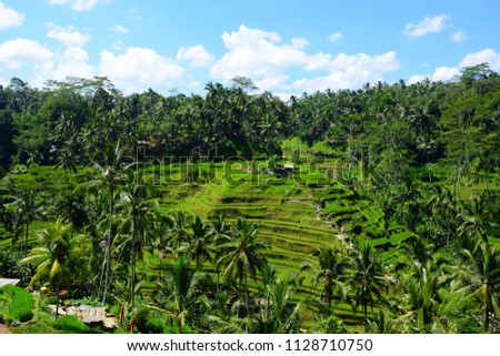 Beautiful green rice field in Bali