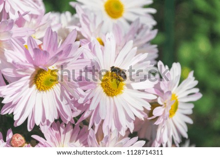 beautiful blooming chrysanthemum flowers in the garden