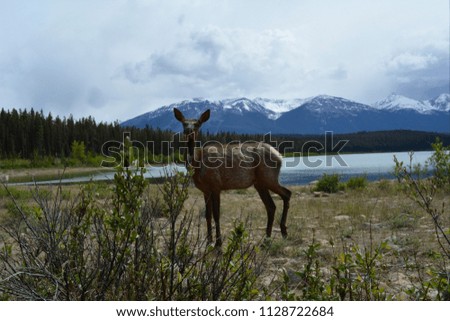 Beautiful view - elk in nature landscape - Jasper national park Alberta Canada