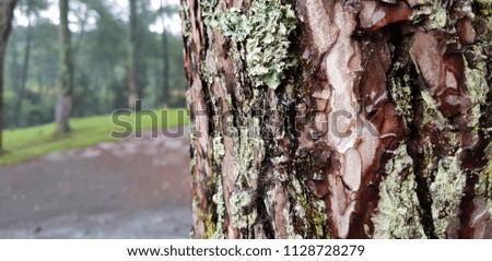 Forest background textures 