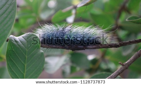 Worm,Black caterpillar,Caterpillar on the branches of the guava.