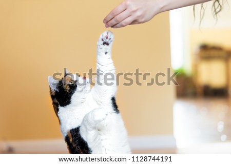 Calico cat standing up on hind legs, begging, picking, asking food in living room, doing trick with front paw, claws with woman hand holding treat, meat