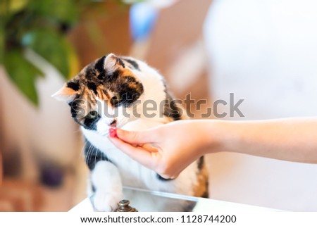 Calico cat standing up on hind legs, leaning on table with two front paws sniffing treat, adorable cute big eyes asking for food in living room, doing trick
