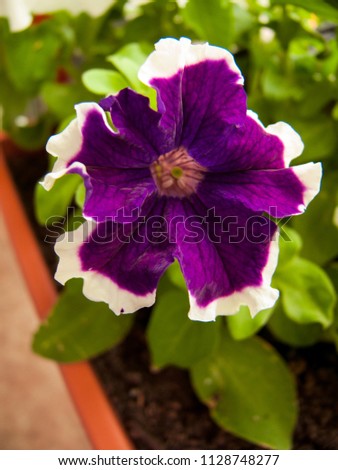 Violet viola with pink stamen inside. Made for template writing surface, party invite tickets, flora festival flayer, poster, fashion show, jewelry store, web site banner, biological books, wedding