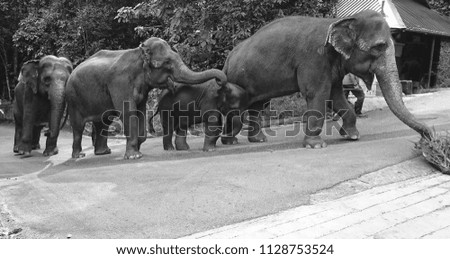 A herd of adults and young asiatic elephants is guided and crosses a road. 