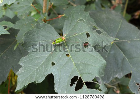 Grasshopper on a Vine Leaf, Western Rodopi Mountains
