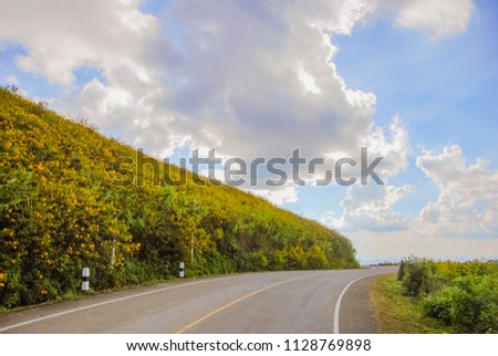 The path to Thung Bua Tong is beautiful and bright yellow flowers full of fields on the high mountains and beautiful flowering in the northern part of Thailand in Mae Hong Son.landscape view