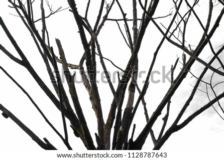 Dead tree isolated on white background. Dry tree abstract background.